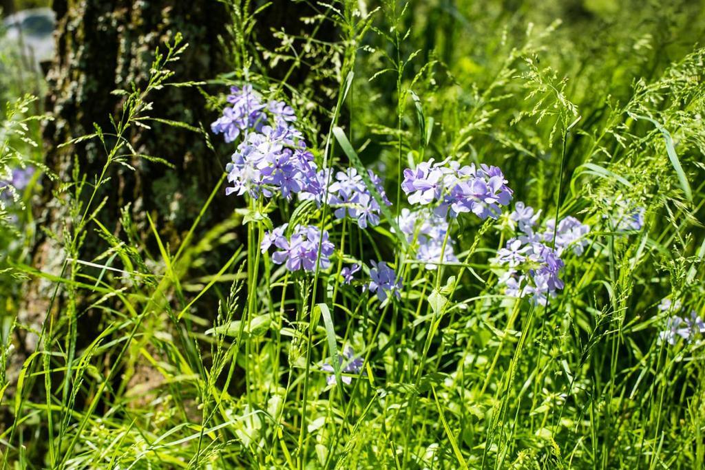 Oak Grove Bed And Breakfast South Boston Eksteriør bilde